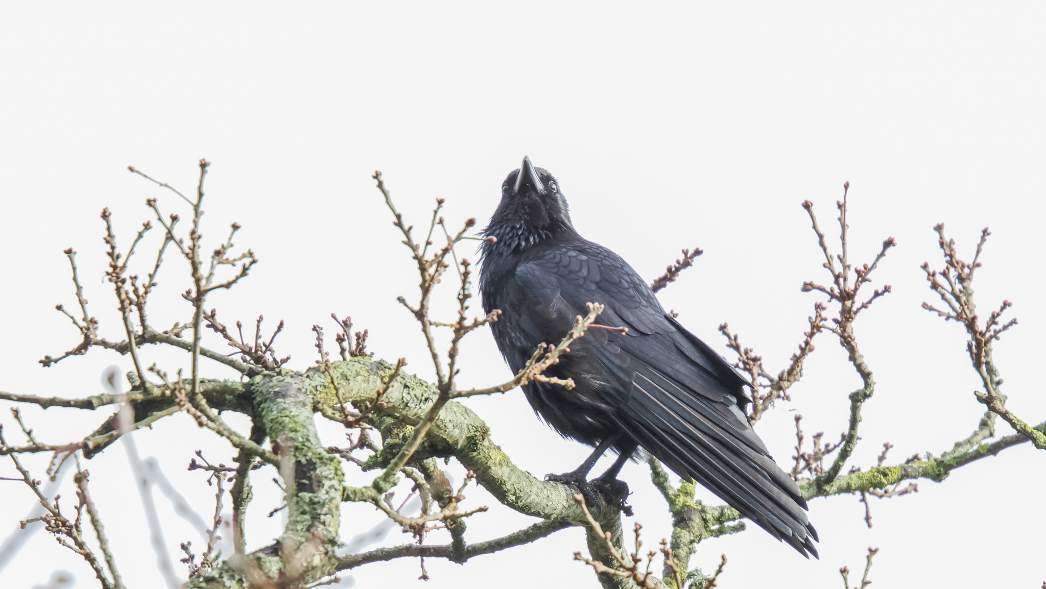 A photo taken on an OM System OM-1 Mark II Micro Four Thirds mirrorless camera