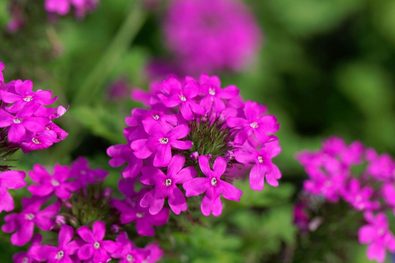 Pink Rose Verbena Plant