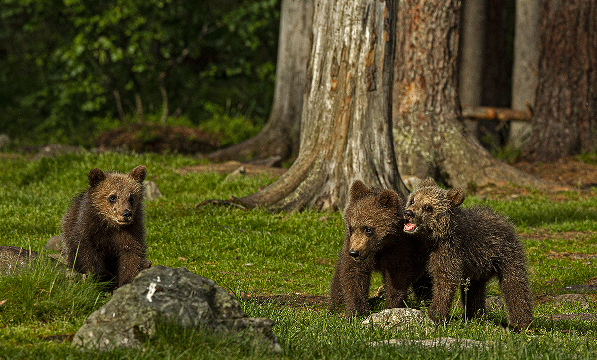 Playful bear cubs