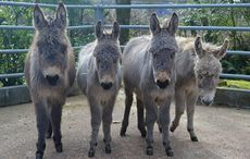 The-Donkey-Sanctuary-4-Foals-iii.jpg