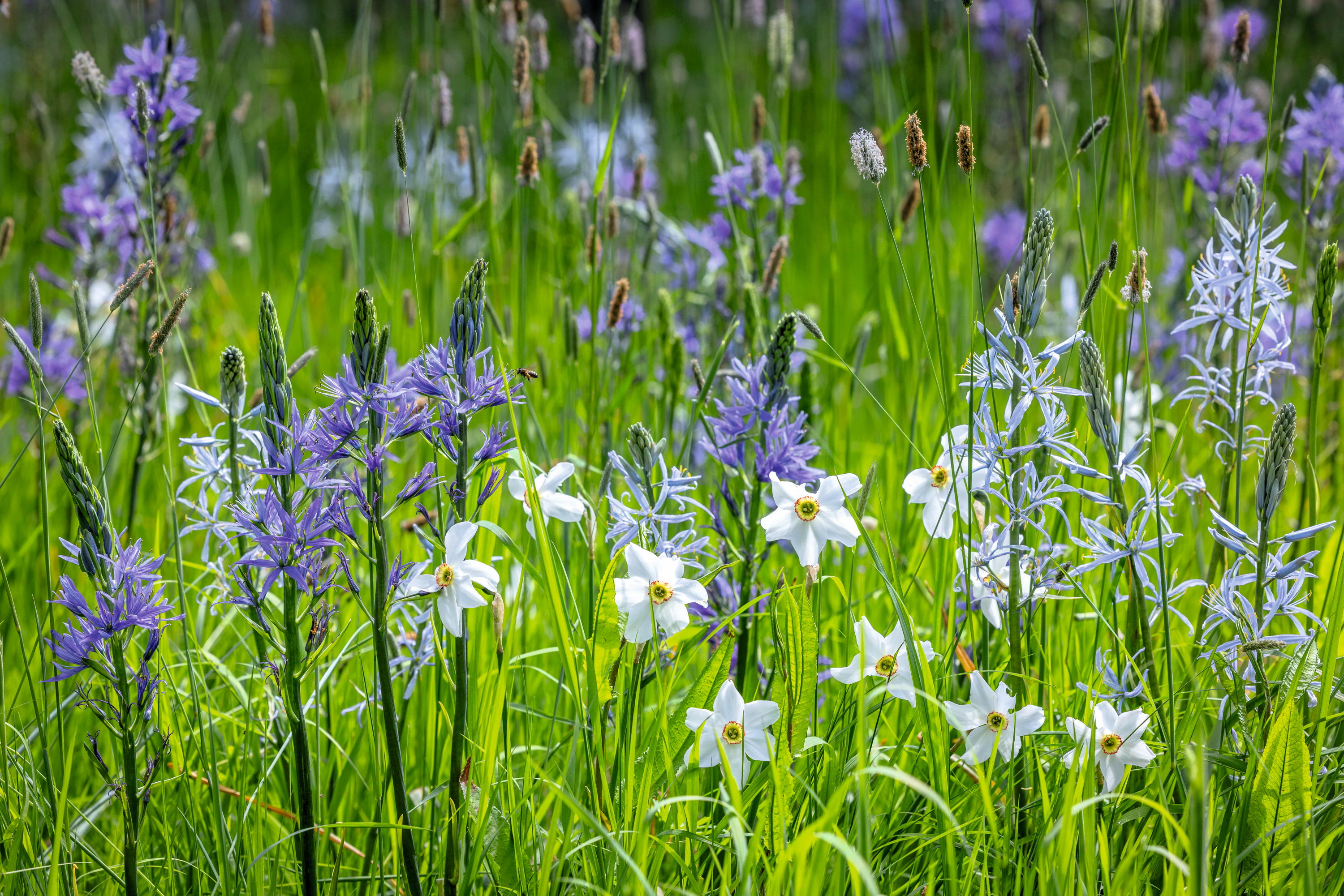 Narcissus poeticus var. recurvus AGM - Old pheasant&#039;s eye - and Camassias growing in the meadow at Perch Hill