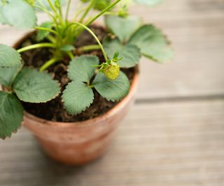 A strawberry plant forming fruit in a terracotta pot