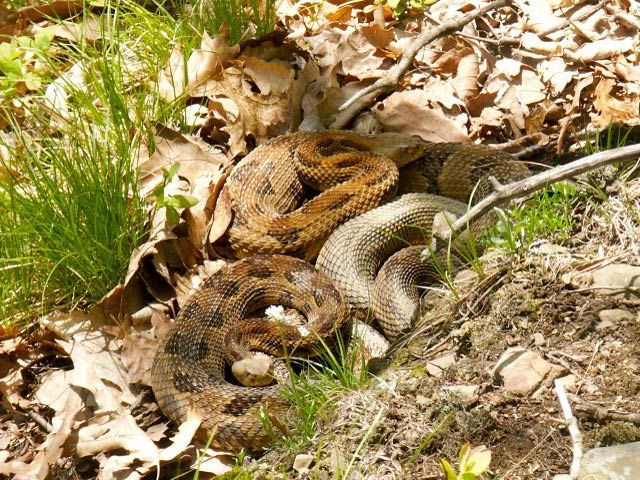 Pregnant female timber rattlesnakes cluster together at birthing rookeries in New York state.