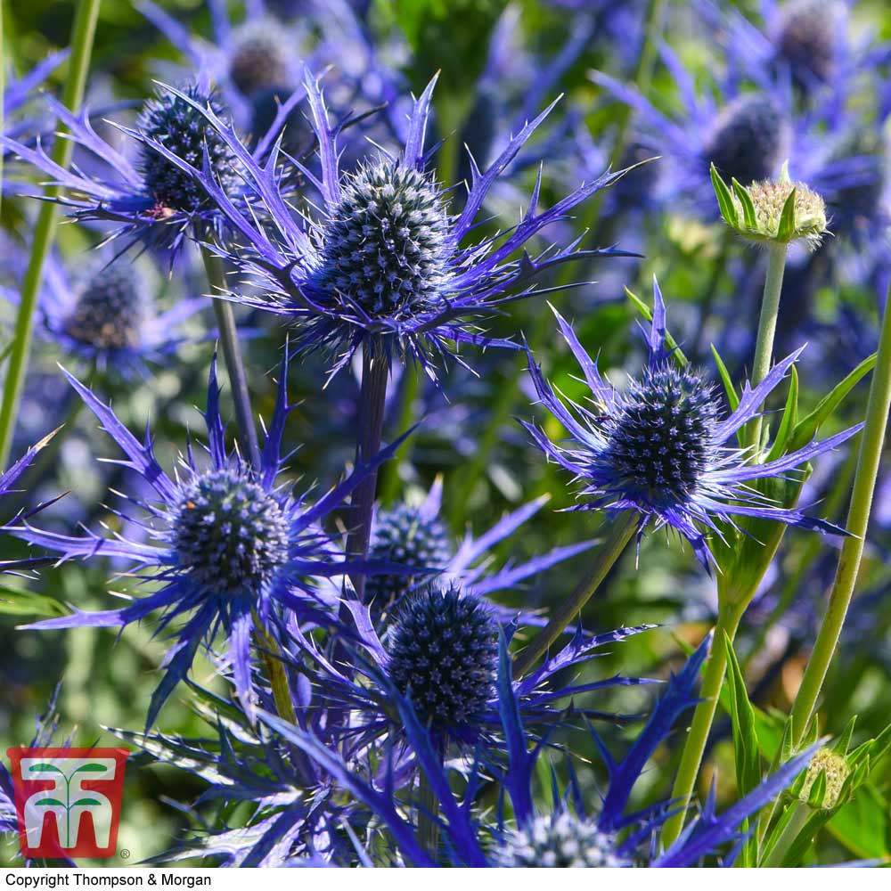 Eryngium 'blue Steel'