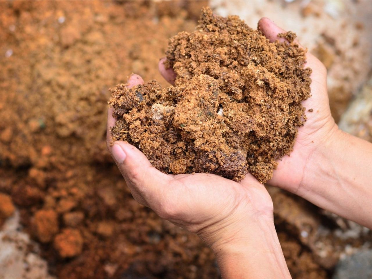 Two hands holding mushroom compost