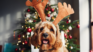 Dog sitting in front of a Christmas tree with reindeer antlers on its head