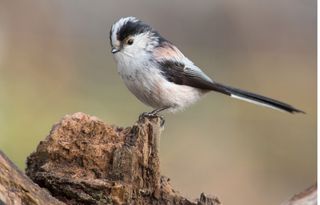 Long-tailed tit on tree stump