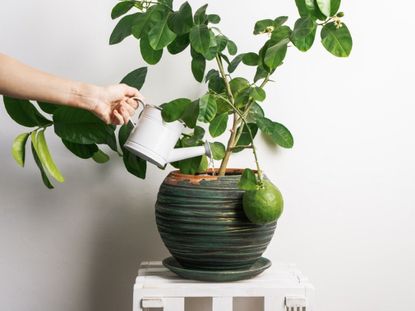 Watering Of An Indoor Potted Citrus Tree