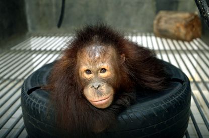 A young orangutan saved by conservationists.