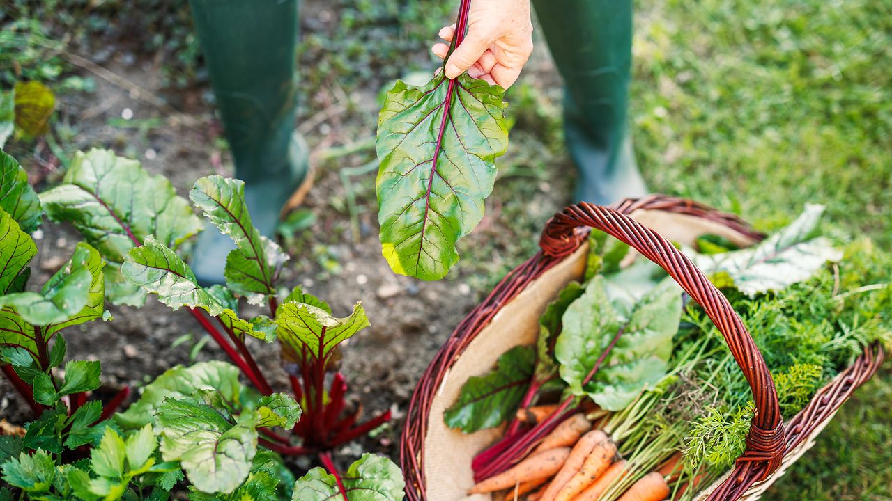 Harvesting Swiss chard and carrots in fall vegetable garden