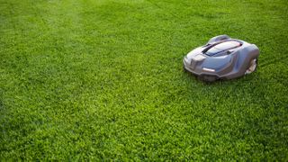 A robot lawn mower cutting the grass