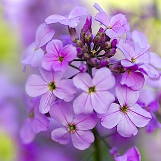 night scented plants