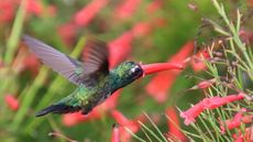 Humminbird feeding on the nectar of the firecracker plant