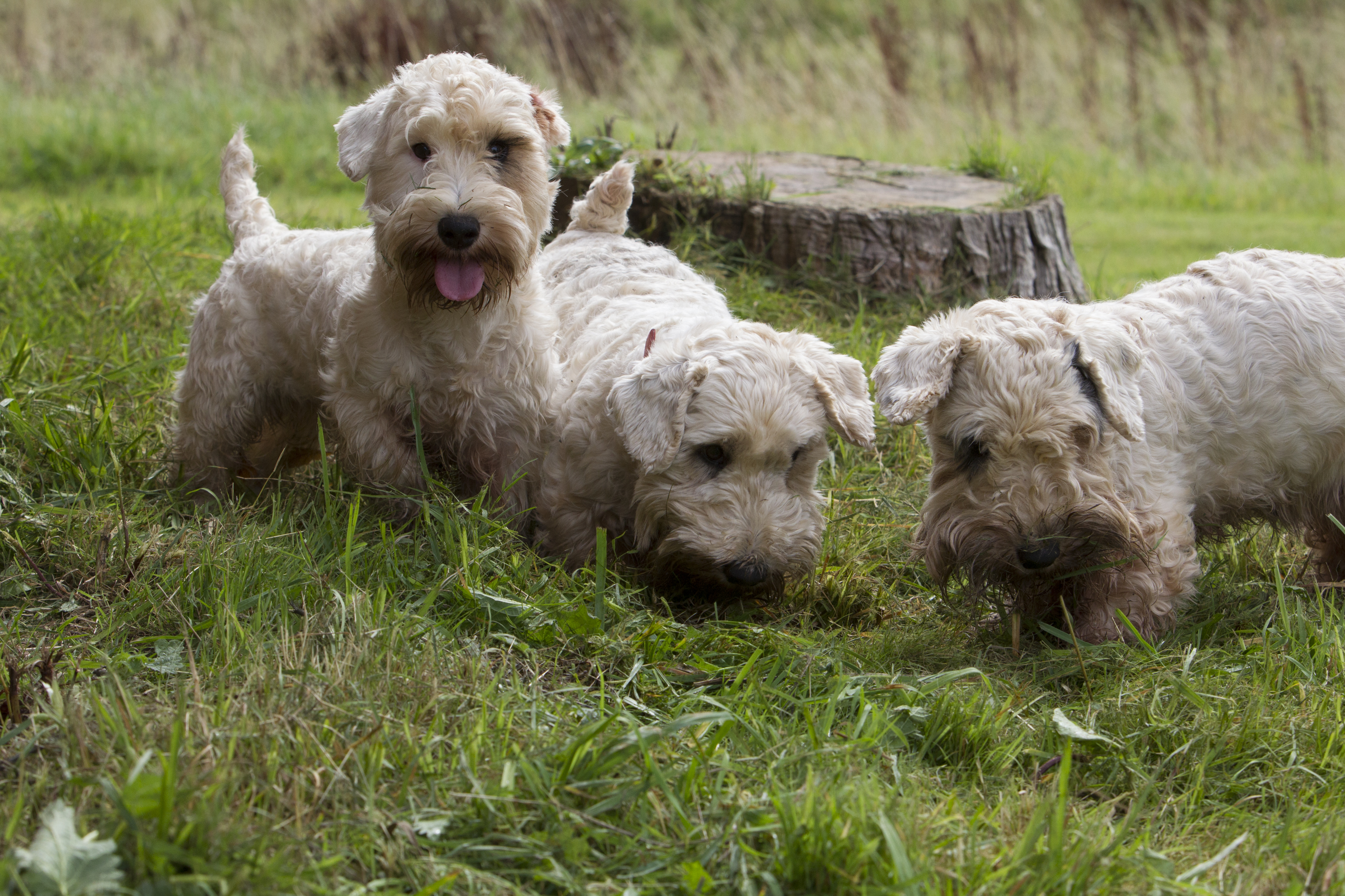 Pack of Sealyham dogs
