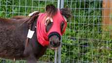 Alfie-in-hood-2.jpg