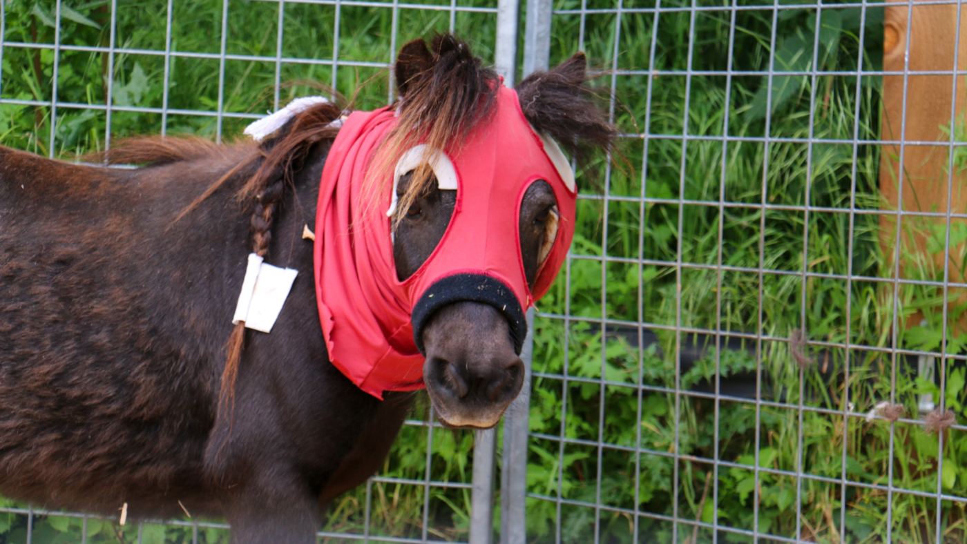 Alfie-in-hood-2.jpg