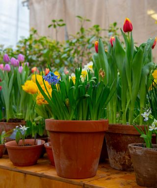 spring bulbs blooming in terracotta pots