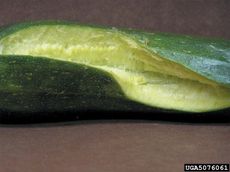 Cracked Open Cucumber