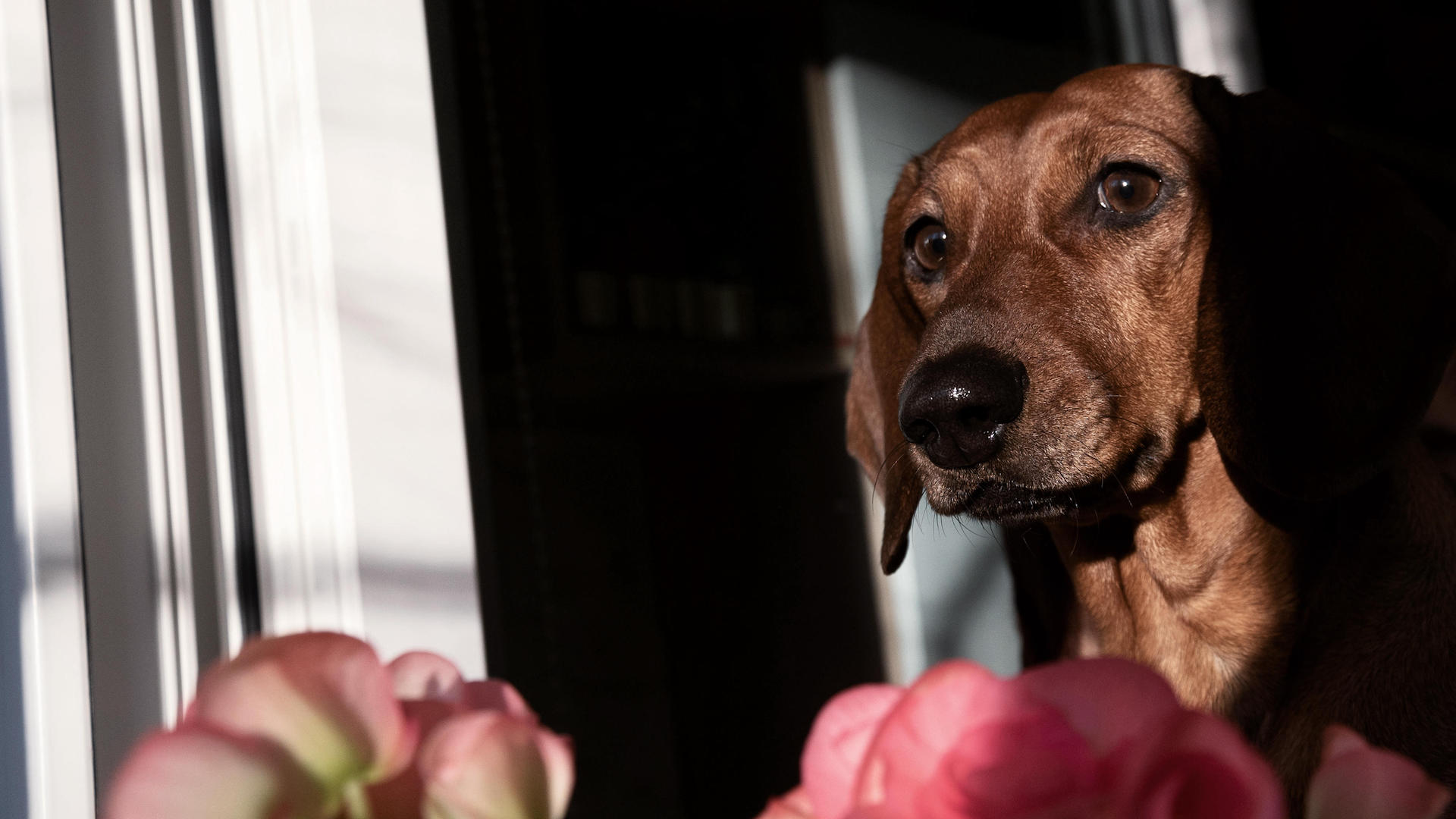 Dog looking bored home alone