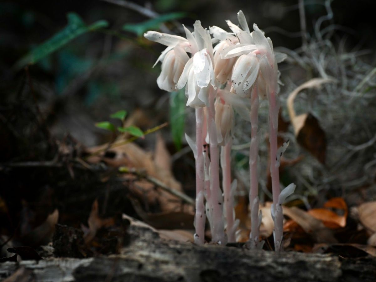 腐生植物とは何か、腐生植物は何を食べるのか