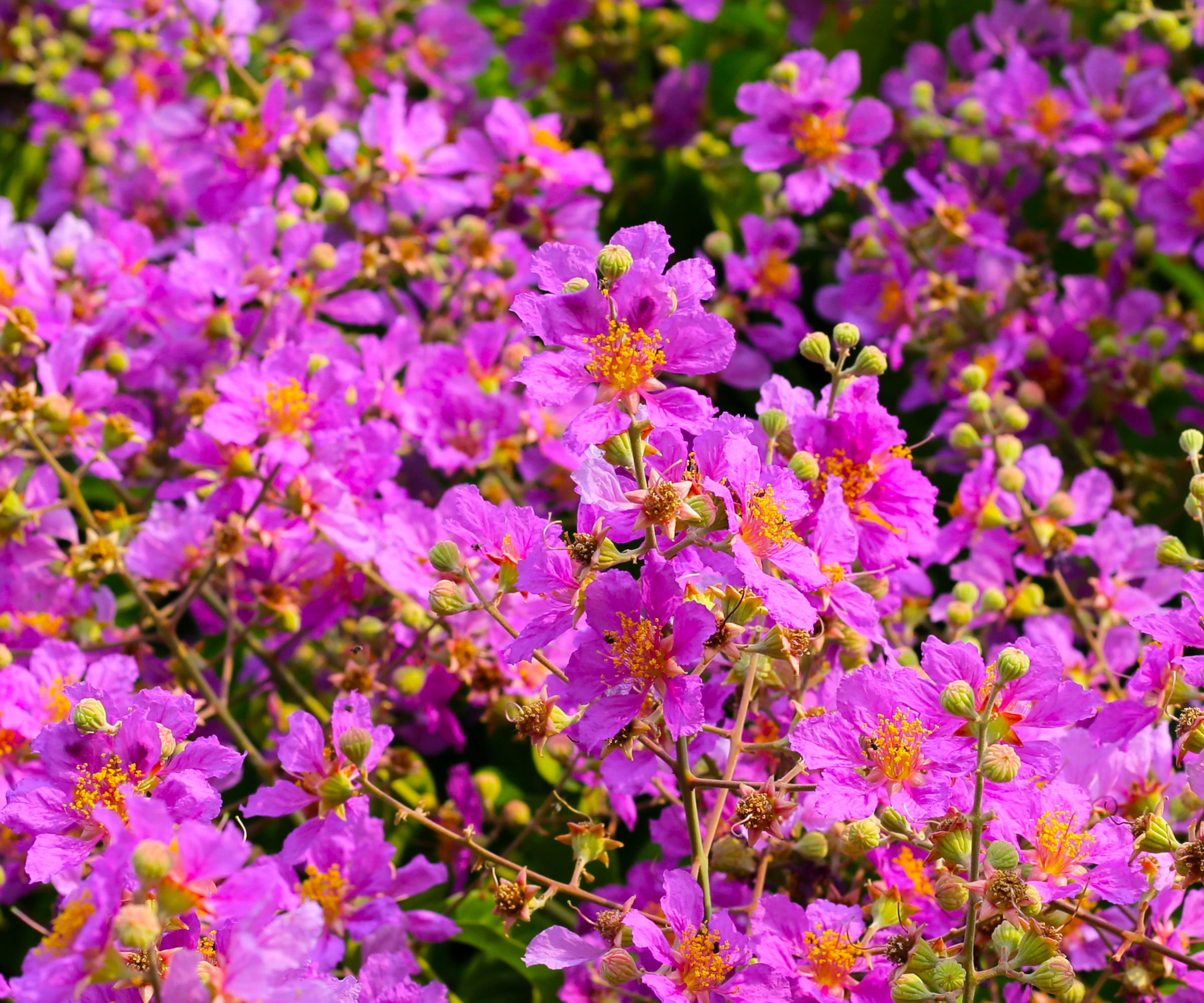 crape myrtle plant with bright pink flowers