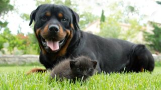 rottweiler and kitten