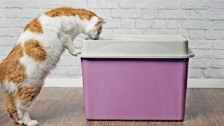 How to litter box train an older cat