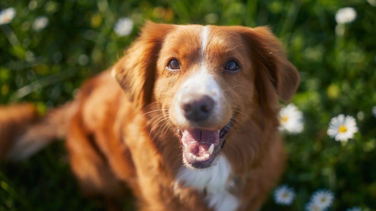 A ginger dog sat on a sunny lawn, look up into the camera and smiling