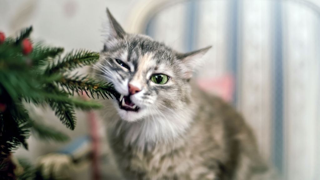 How to catproof your Christmas tree, according to experts Woman & Home