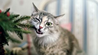 Cat chewing a tree branch to support an article on how to cat proof Christmas trees