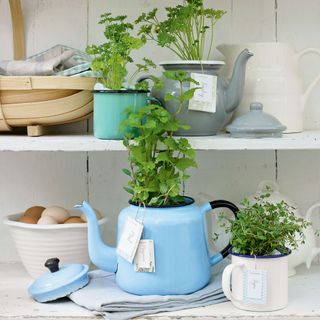 white wall plants in teapots and egg bowl