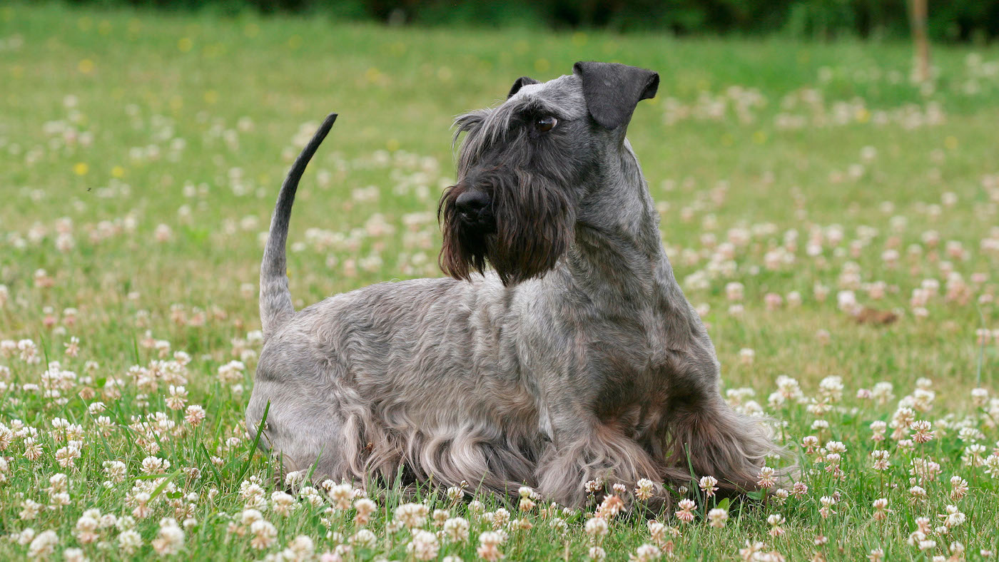 Cesky terrier in a field