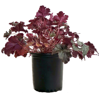 Heuchera 'Plum Pudding' (Coral Bells) Perennial, purple & silver foliage, 1 - Size Container