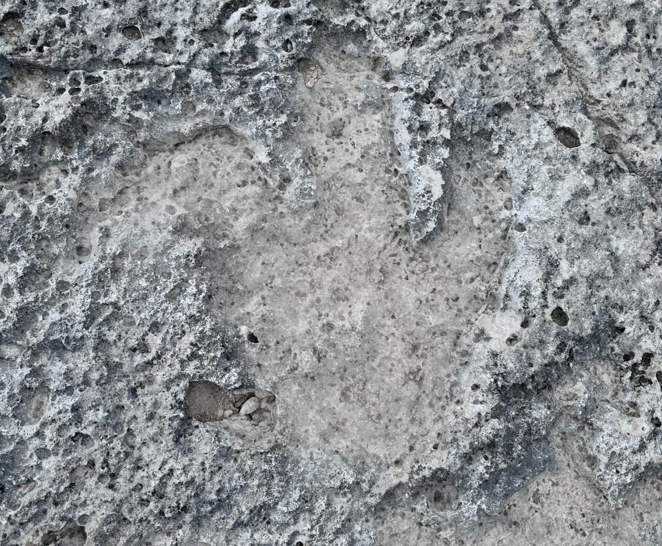 3-toed dinosaur footprint in the mud