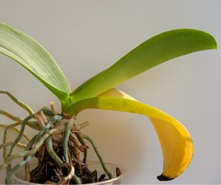 Orchid leaves turn yellow