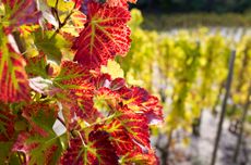 Crozes-Hermitage 2024