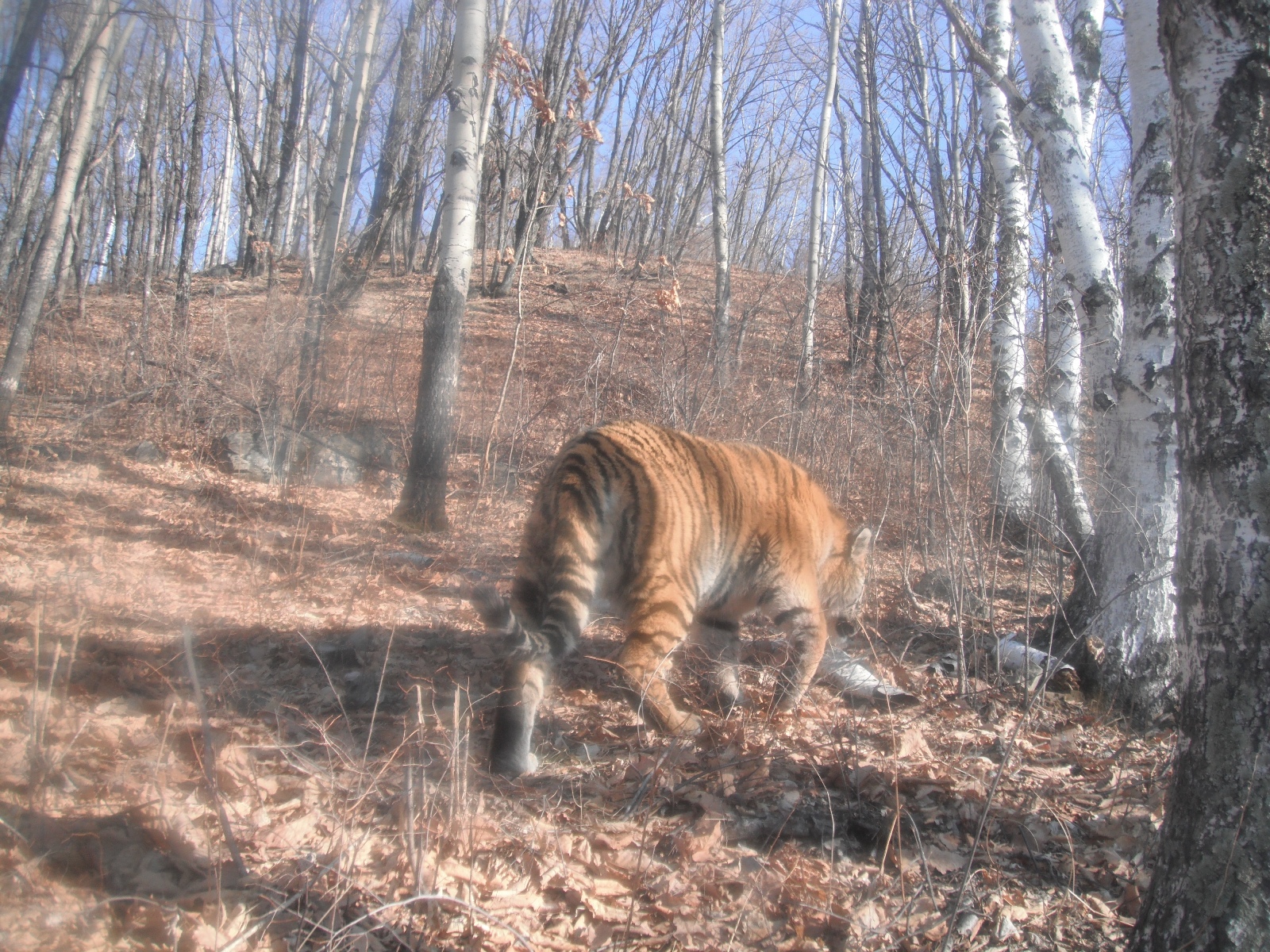 Siberian tiger caught on camera