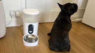 Aqara Pet Feeder C1 with a French Bulldog