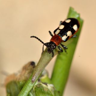 Close up of asparagus beetle on vegetable plant