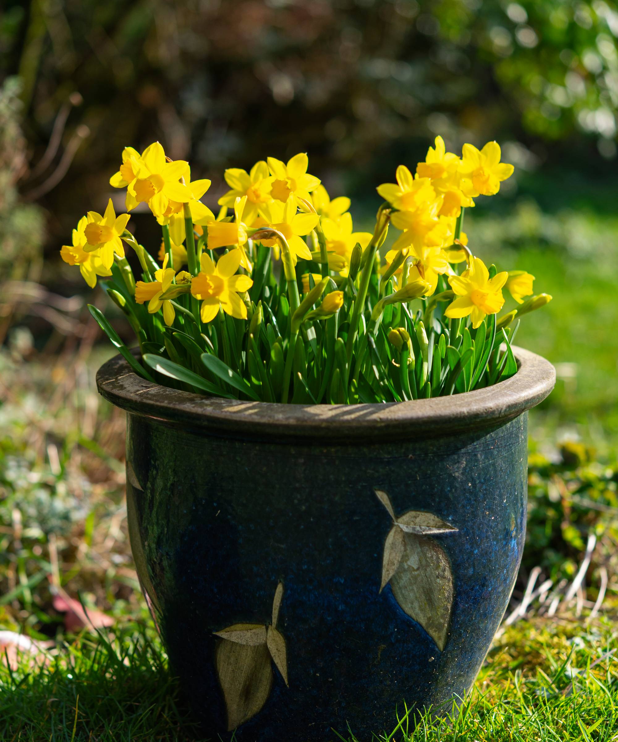 Daffodils blooming in an outdoor container