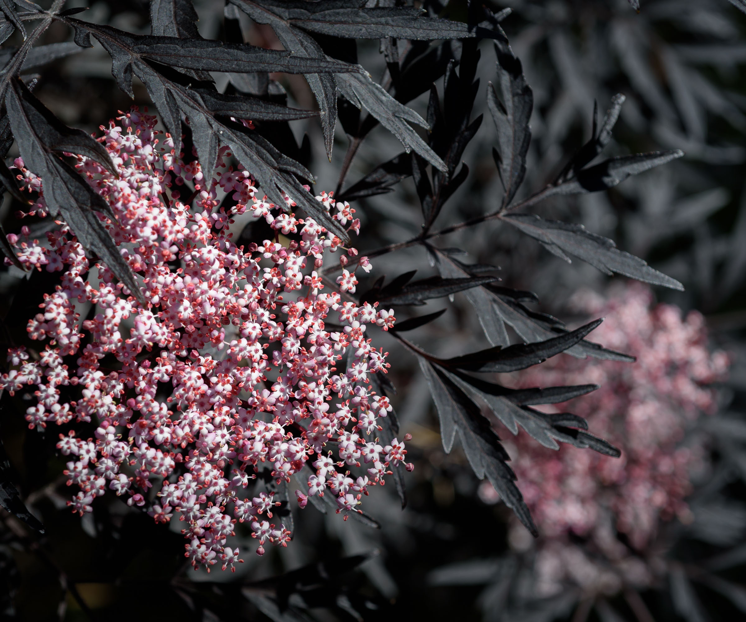 Black lace elderberry in bloom