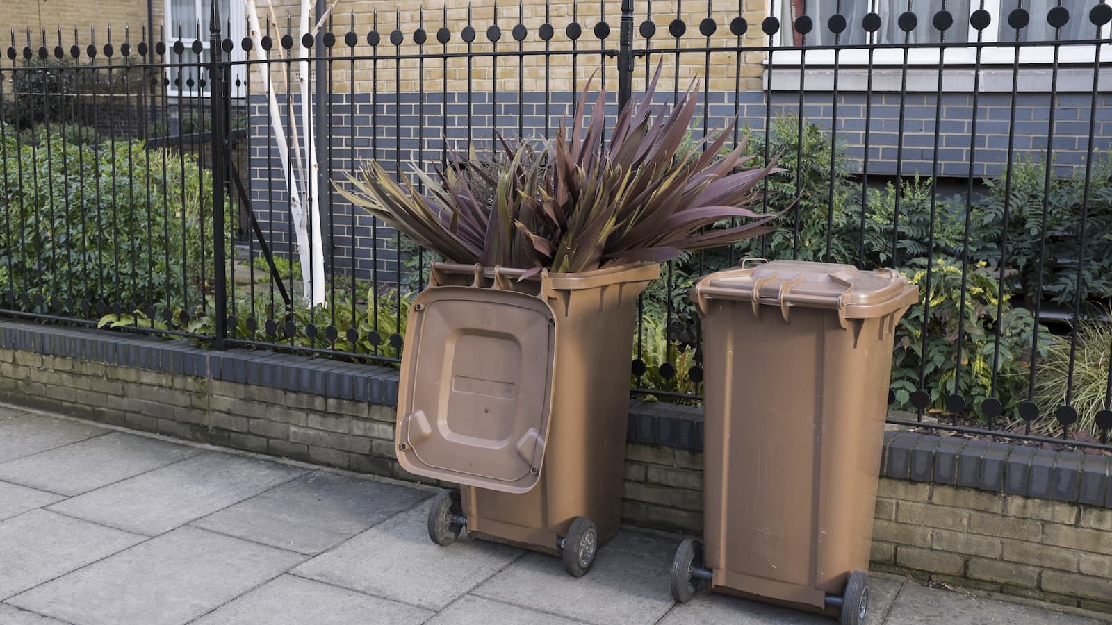 Plants sticking out of a wheelie bin after being thrown away