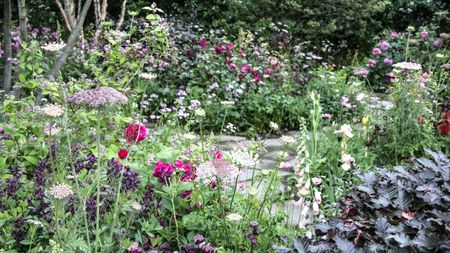 A packed herbaceous border with flowering annuals and perennials at the Chelsea Flower Show