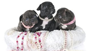 Three french bulldogs with pearls