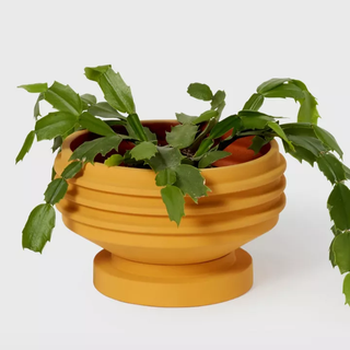 yellow glazed terracotta plant pot