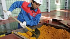 Worker raking uranium oxide 
