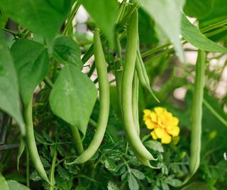 French beans growing in a vegetable garden