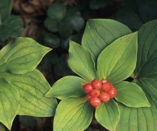 Bunchberry dogwood with red berries