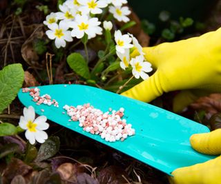 adding granular feed around flowering plants