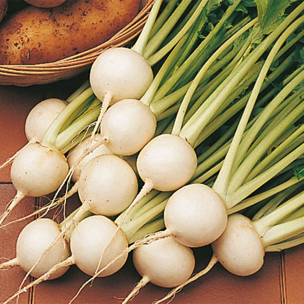 freshly harvested turnips on a worktop
